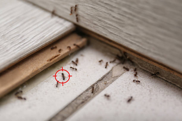 Best Termite Control Services  in Preston Heights, IL