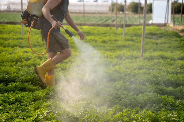 Best Mosquito Control Services  in Preston Heights, IL