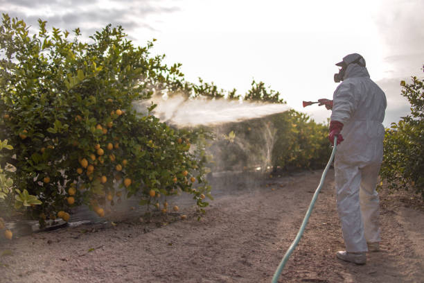 Best Affordable Pest Control Services  in Preston Heights, IL