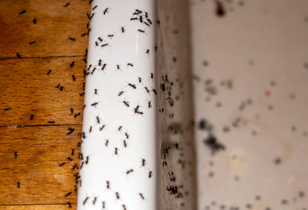 Trusted Preston Heights, IL Pest Control Experts