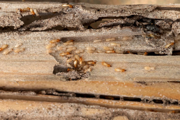 Best Bed Bug Extermination  in Preston Heights, IL